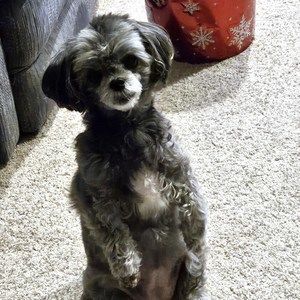 Meet your Posher, Joy